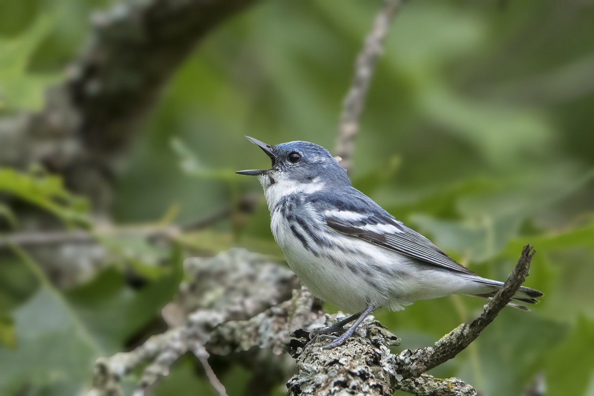 Cerulean Warbler - ML164500271