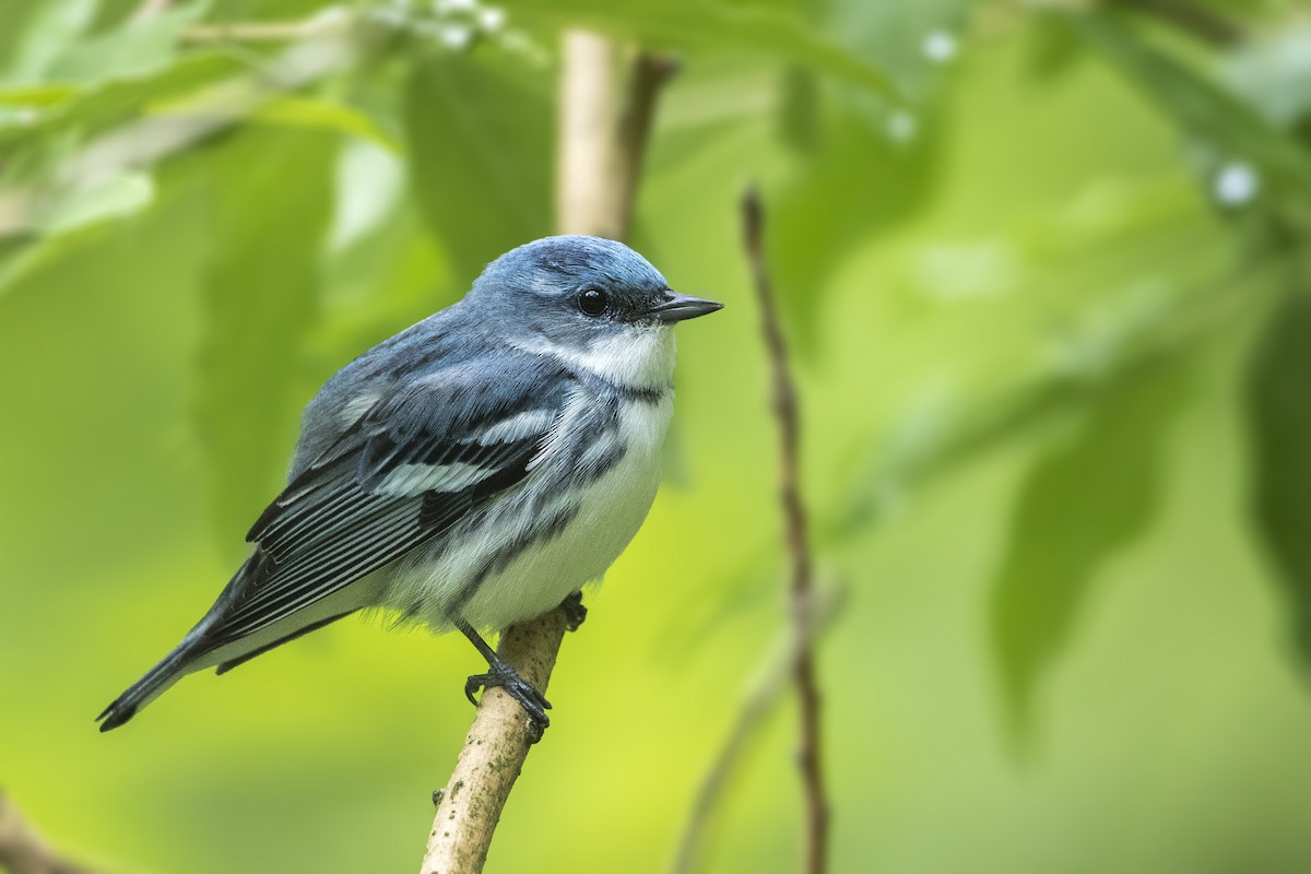 Cerulean Warbler - ML164500341