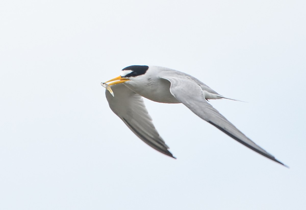 Least Tern - Jerry Ting