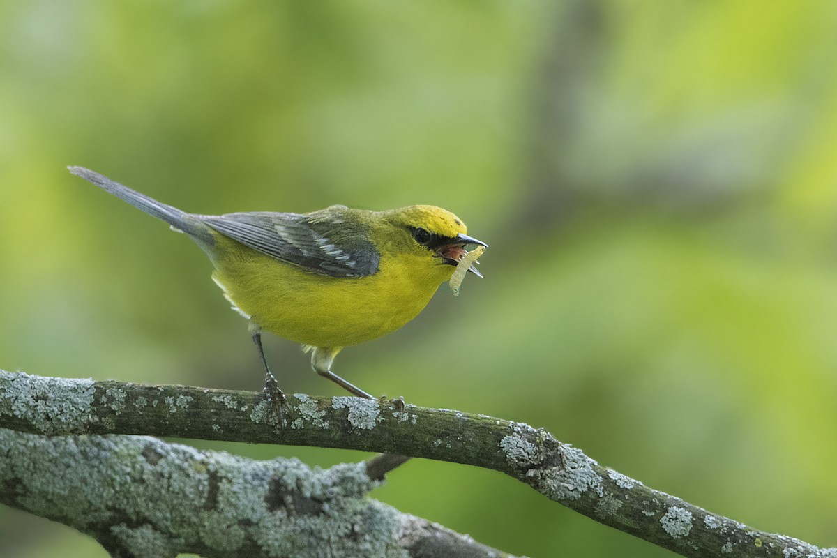 Blue-winged Warbler - ML164503991