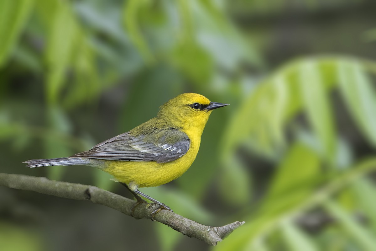 Blue-winged Warbler - ML164504011