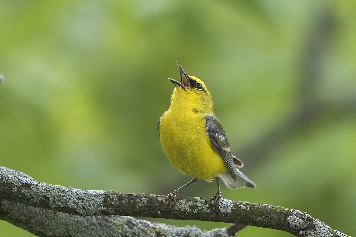 Blue-winged Warbler - ML164504021
