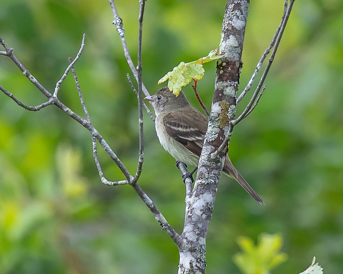 tyranovec olšový - ML164504241