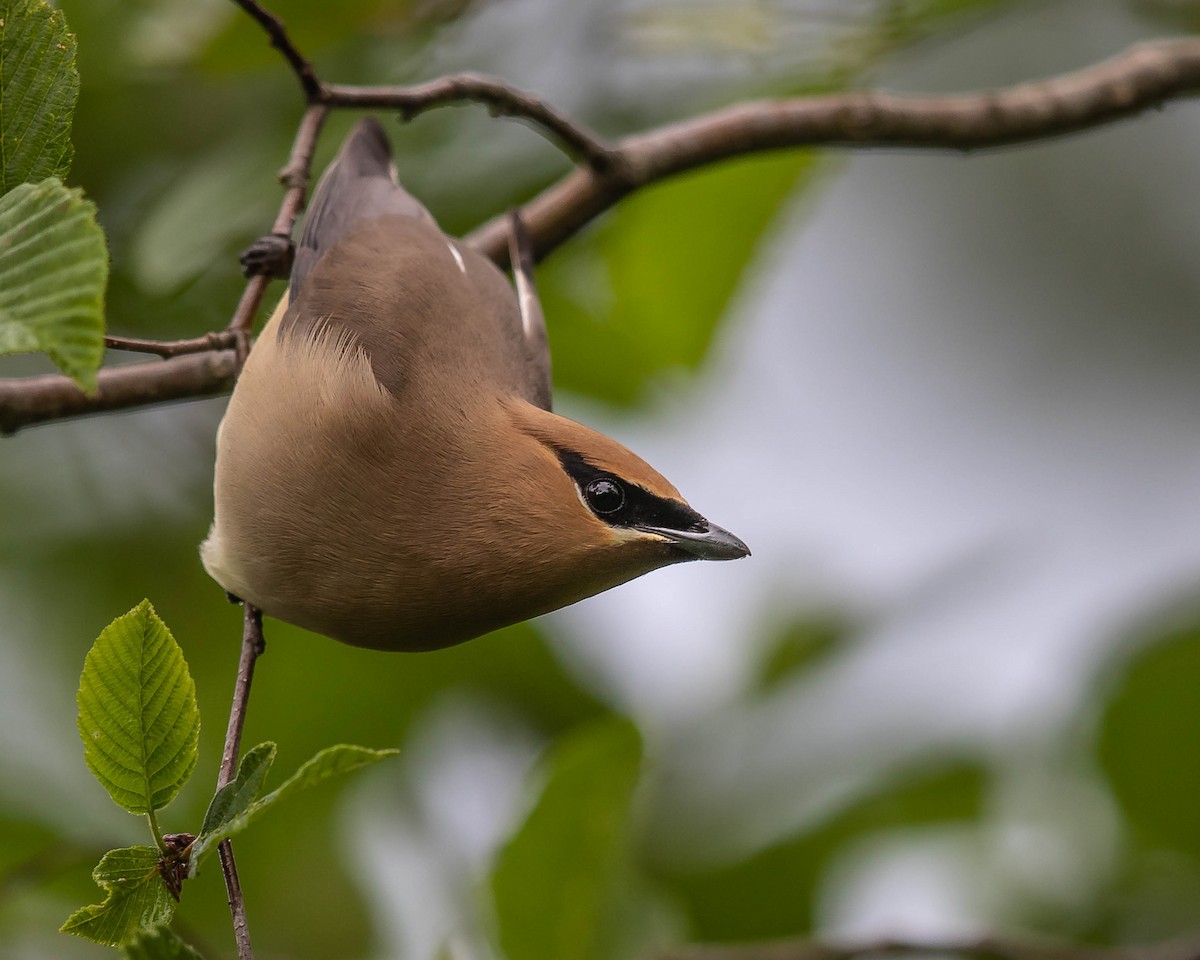 Cedar Waxwing - ML164504621