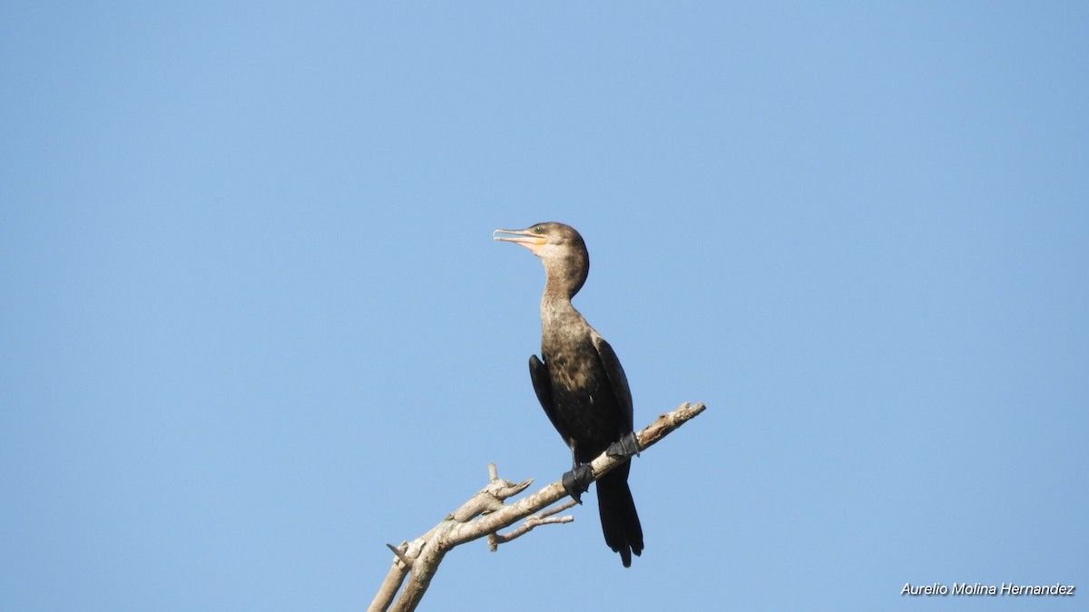 Cormoran vigua - ML164504671