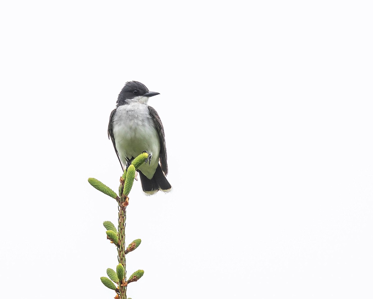 Eastern Kingbird - Jeremy Coleman