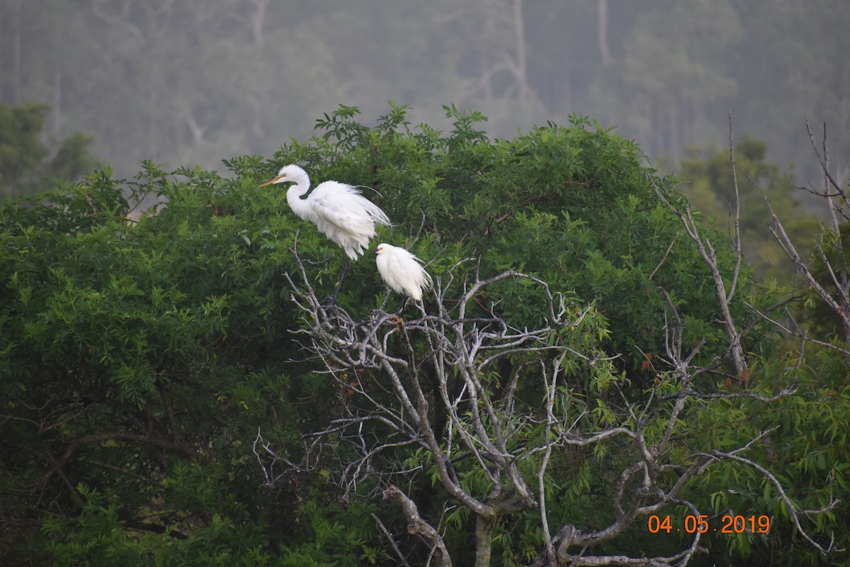 Snowy Egret - ML164504941