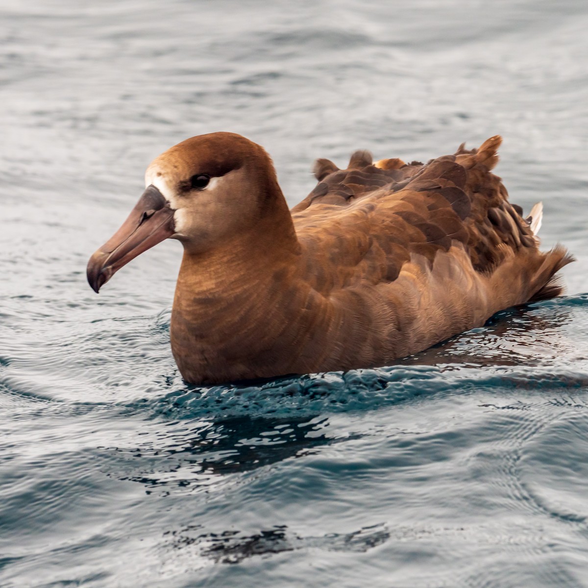 Black-footed Albatross - ML164505571