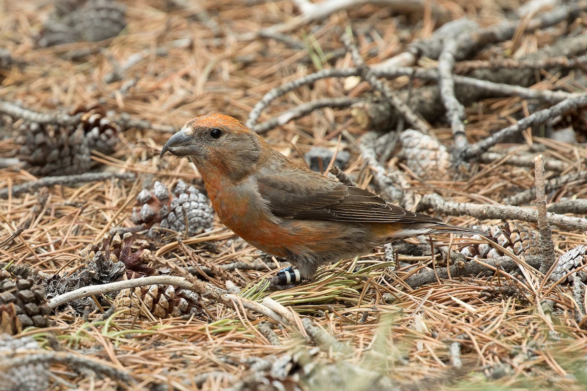 Cassia Crossbill - ML164505821