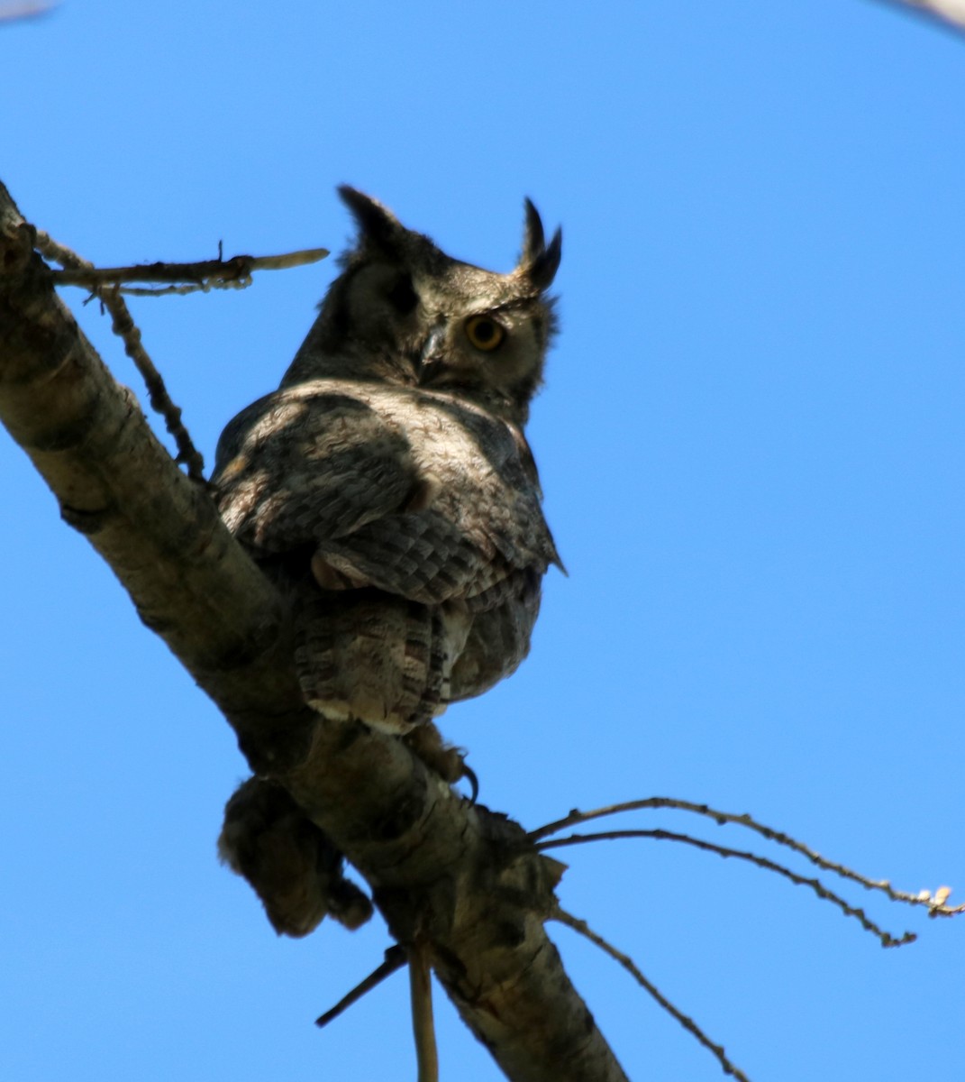 Great Horned Owl - ML164505831