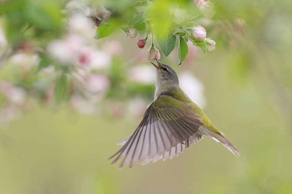 Tennessee Warbler - ML164507721