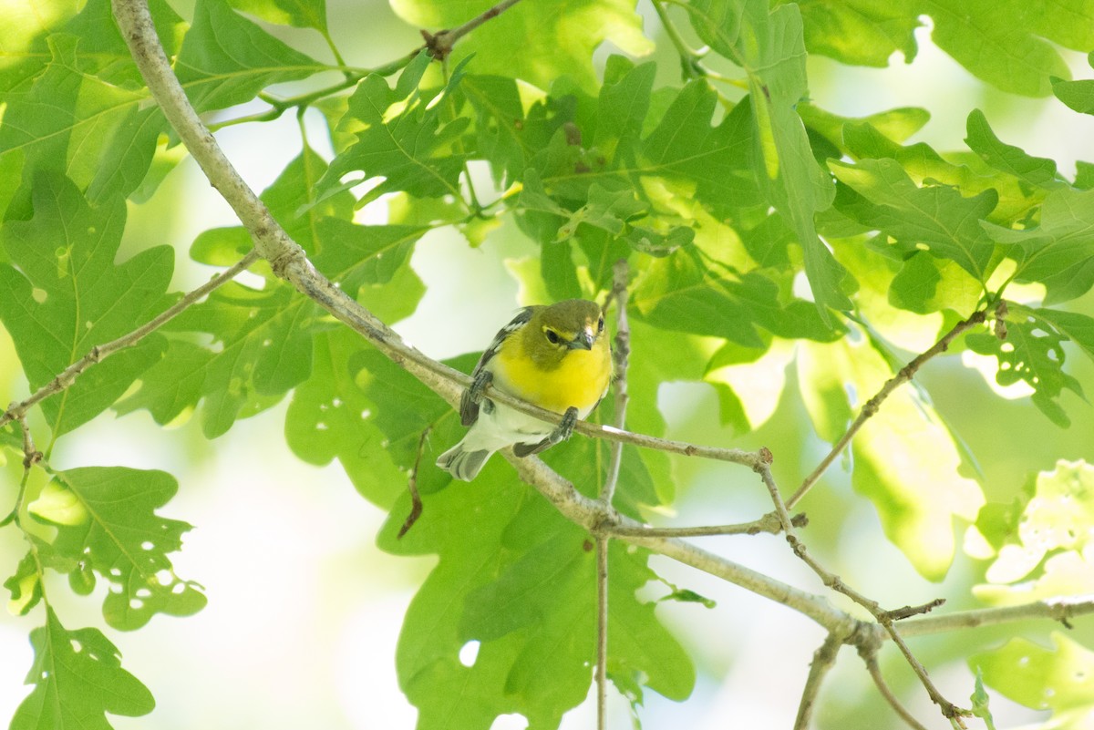 Yellow-throated Vireo - ML164508521