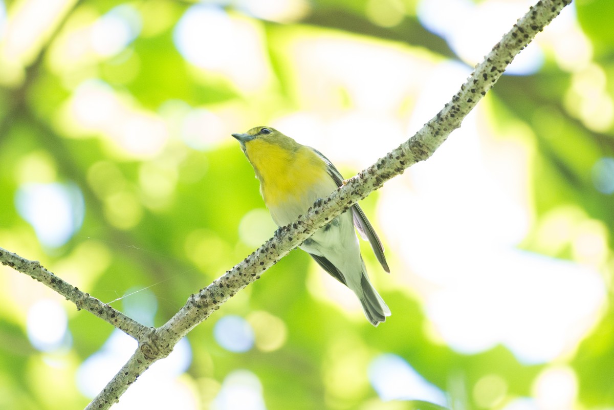 Yellow-throated Vireo - ML164508571