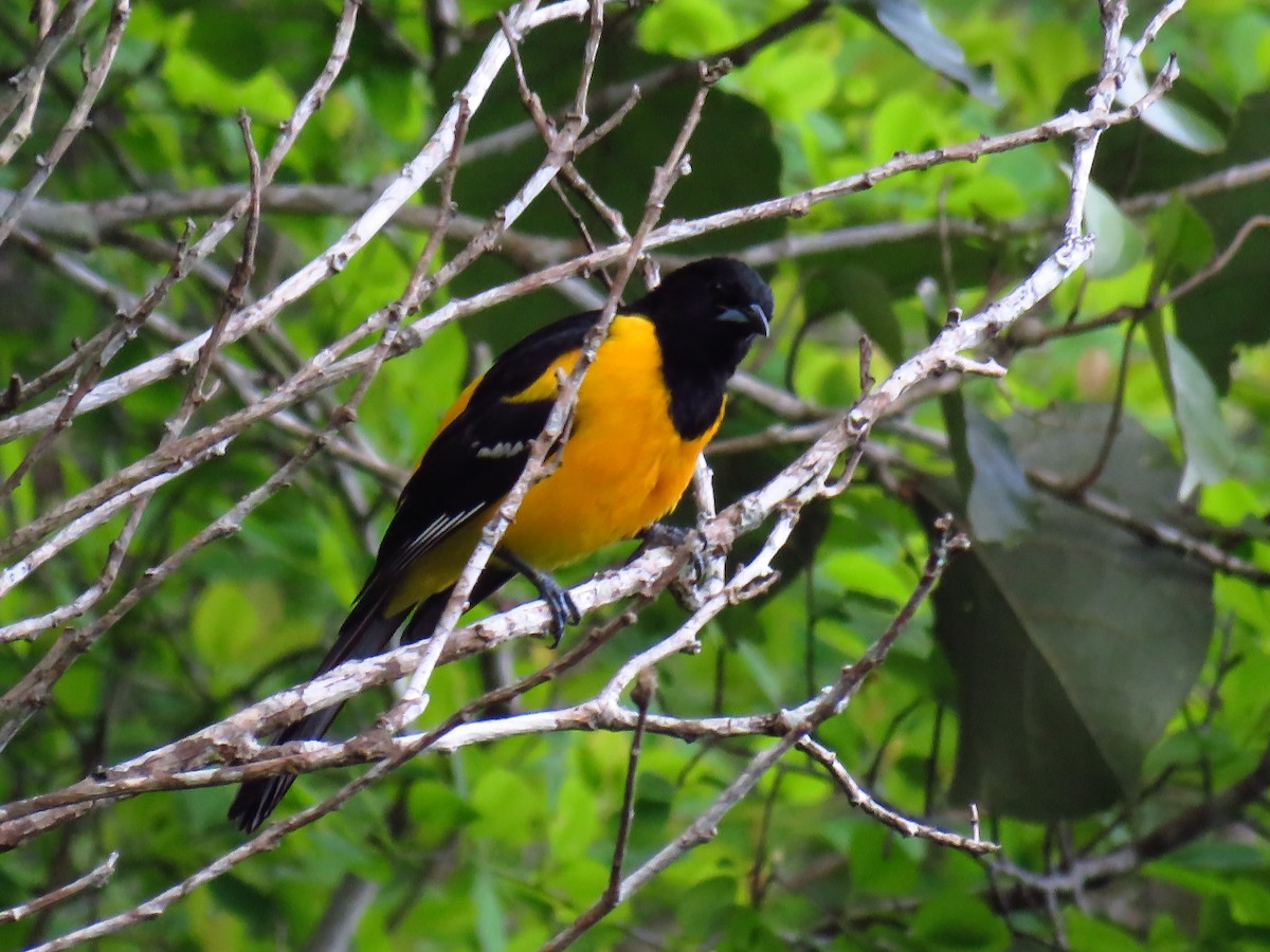 Bar-winged Oriole - ML164508821