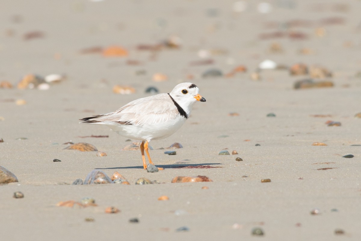 Piping Plover - ML164511151