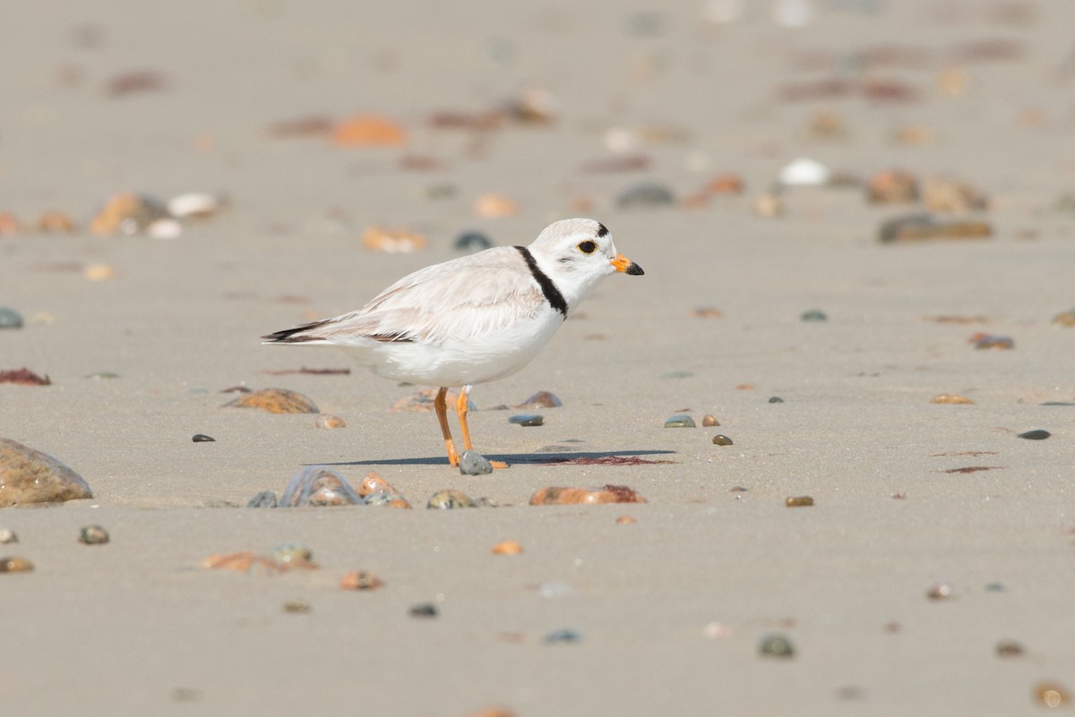 Piping Plover - ML164511161