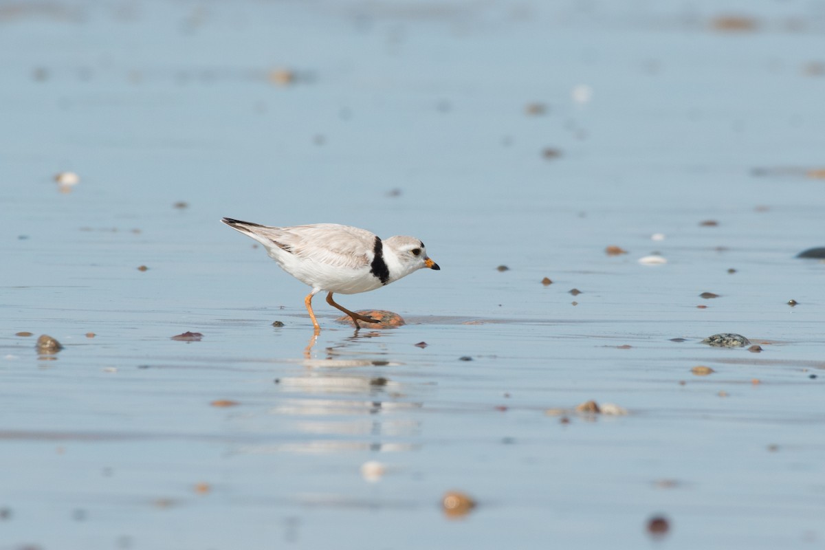 Piping Plover - ML164511171