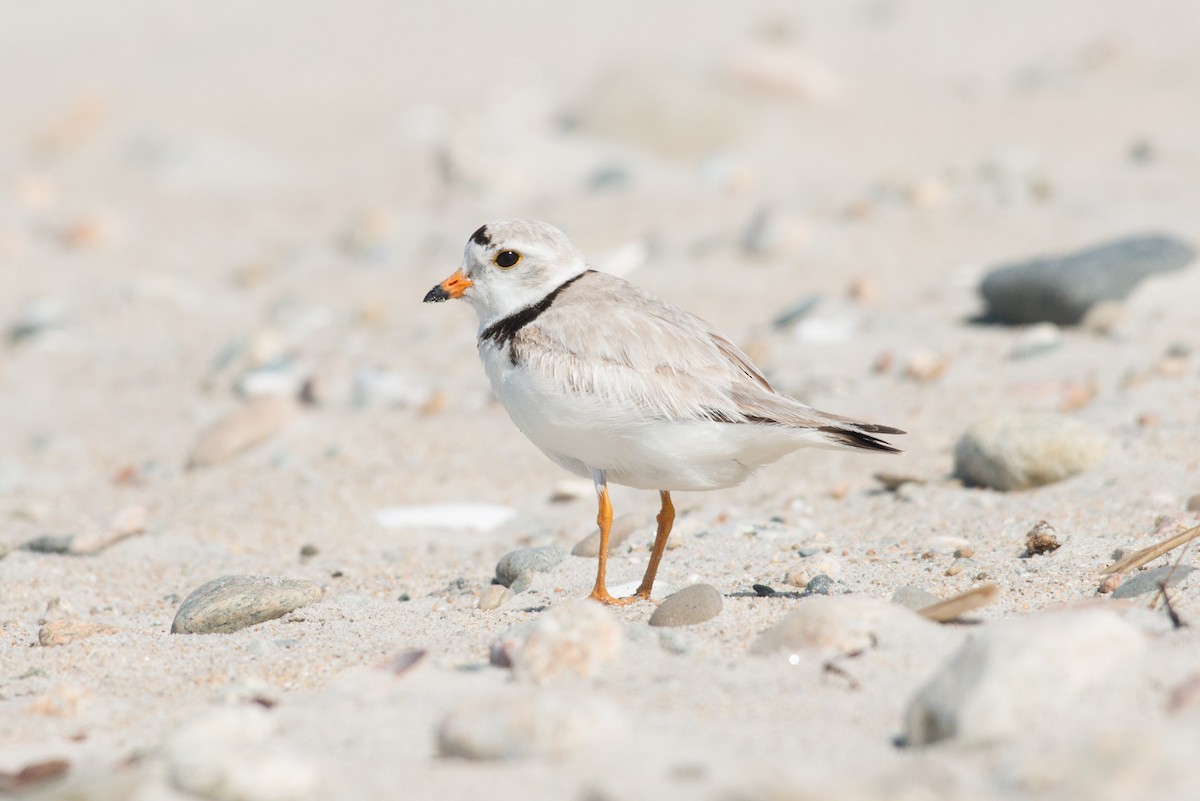 Piping Plover - ML164511181
