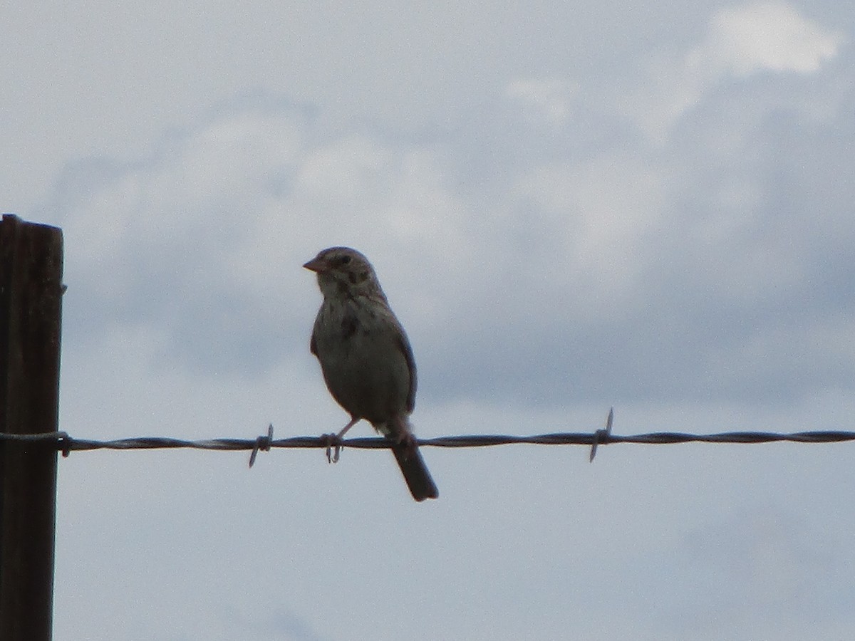 Vesper Sparrow - Felice  Lyons