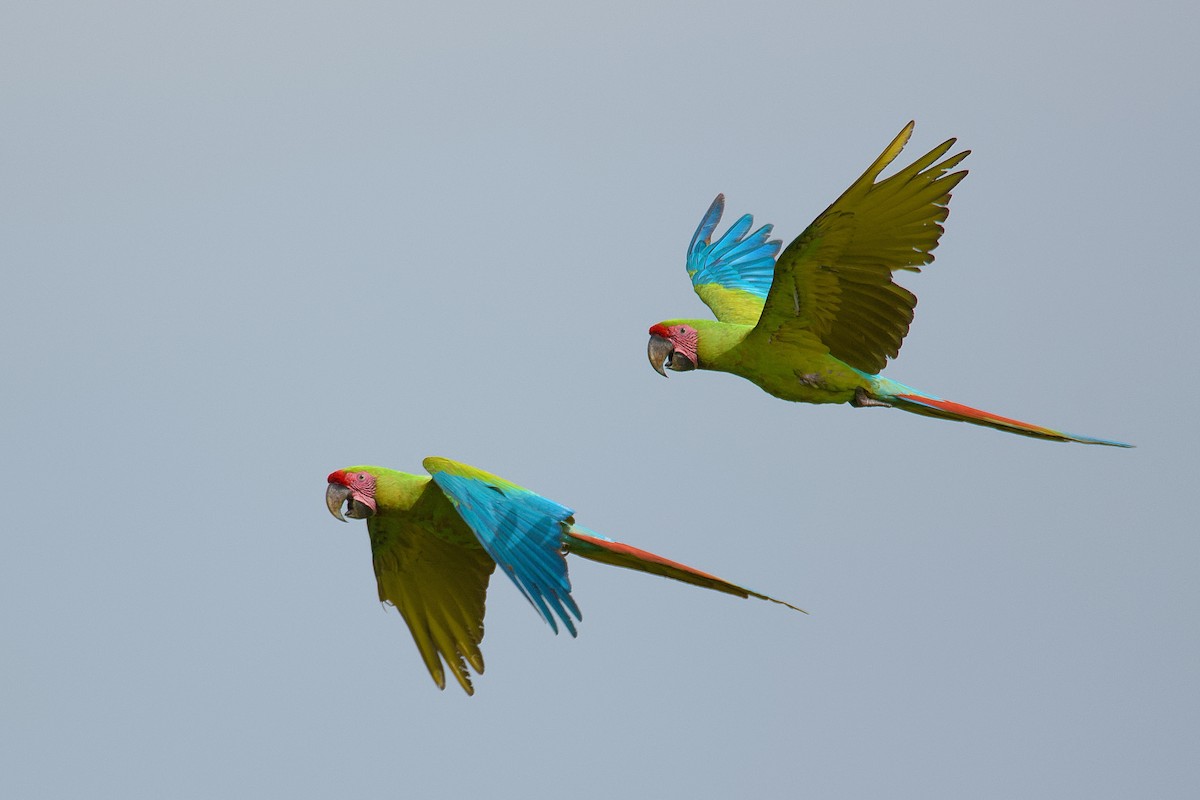 Great Green Macaw - ML164513361