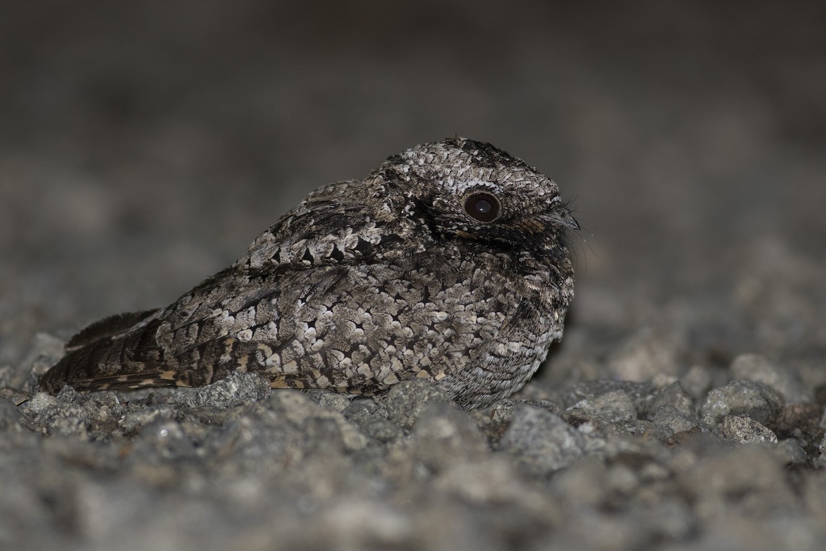Common Poorwill - Jacob Drucker