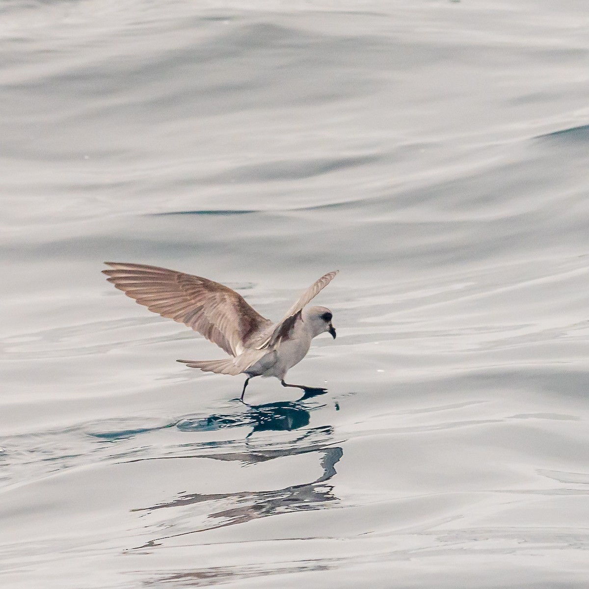 Fork-tailed Storm-Petrel - ML164513681