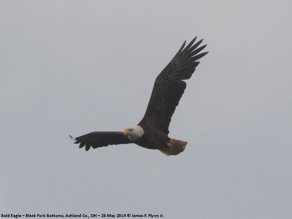 Bald Eagle - ML164514271