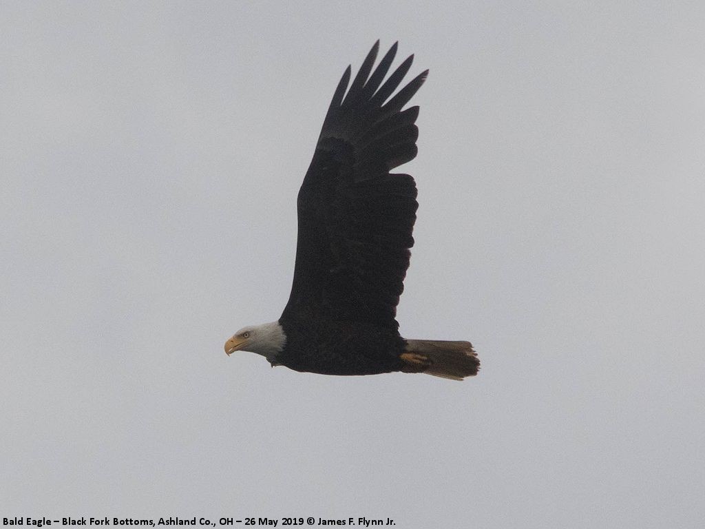 Bald Eagle - ML164514321