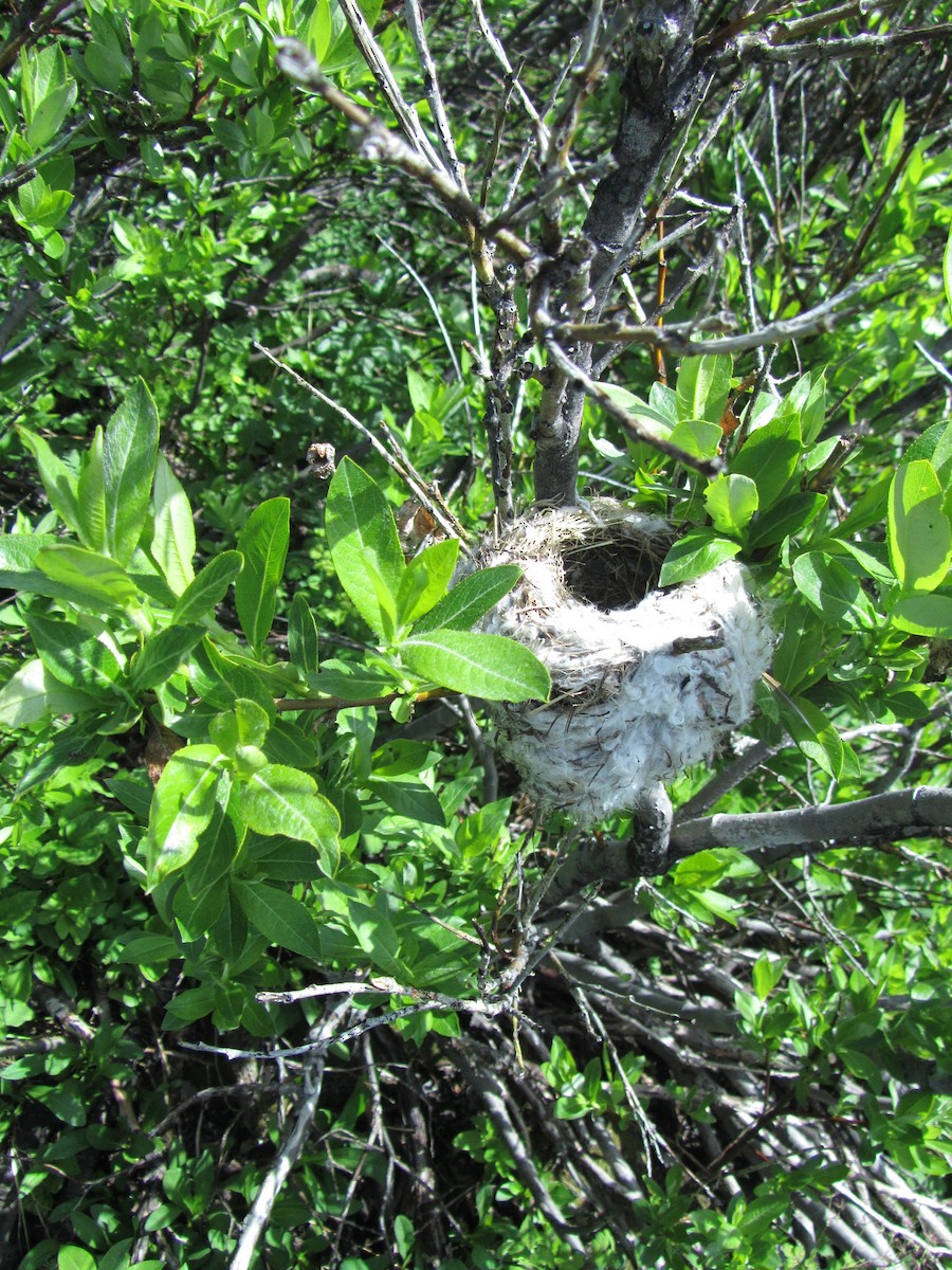 Wilson's Warbler - Tonette McEwan