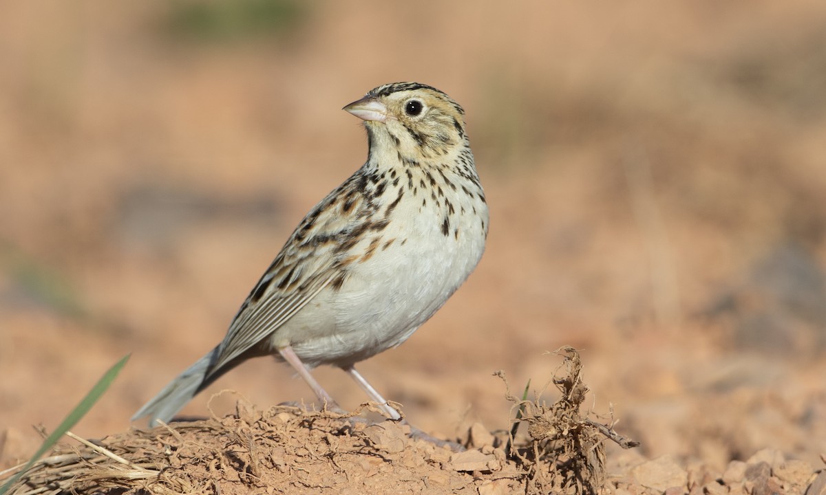 Baird's Sparrow - ML164515941