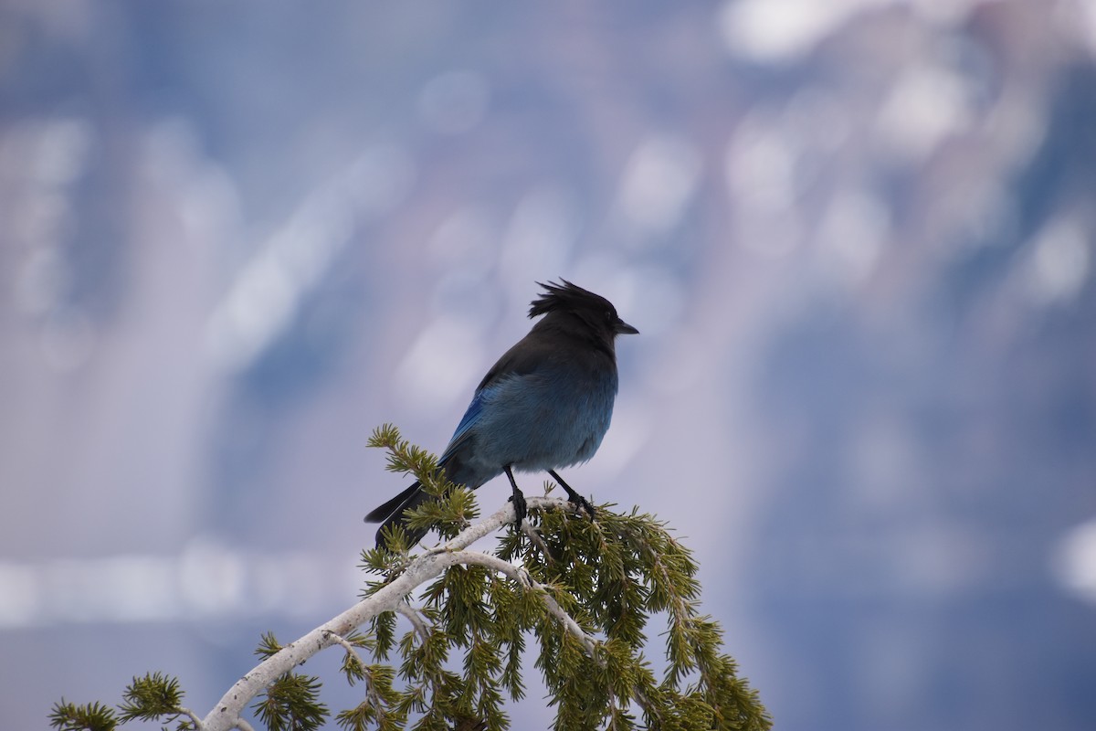 Steller's Jay - Katie Henderson