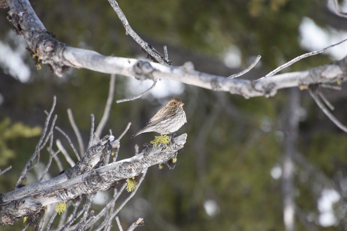 Cassin's Finch - ML164516111