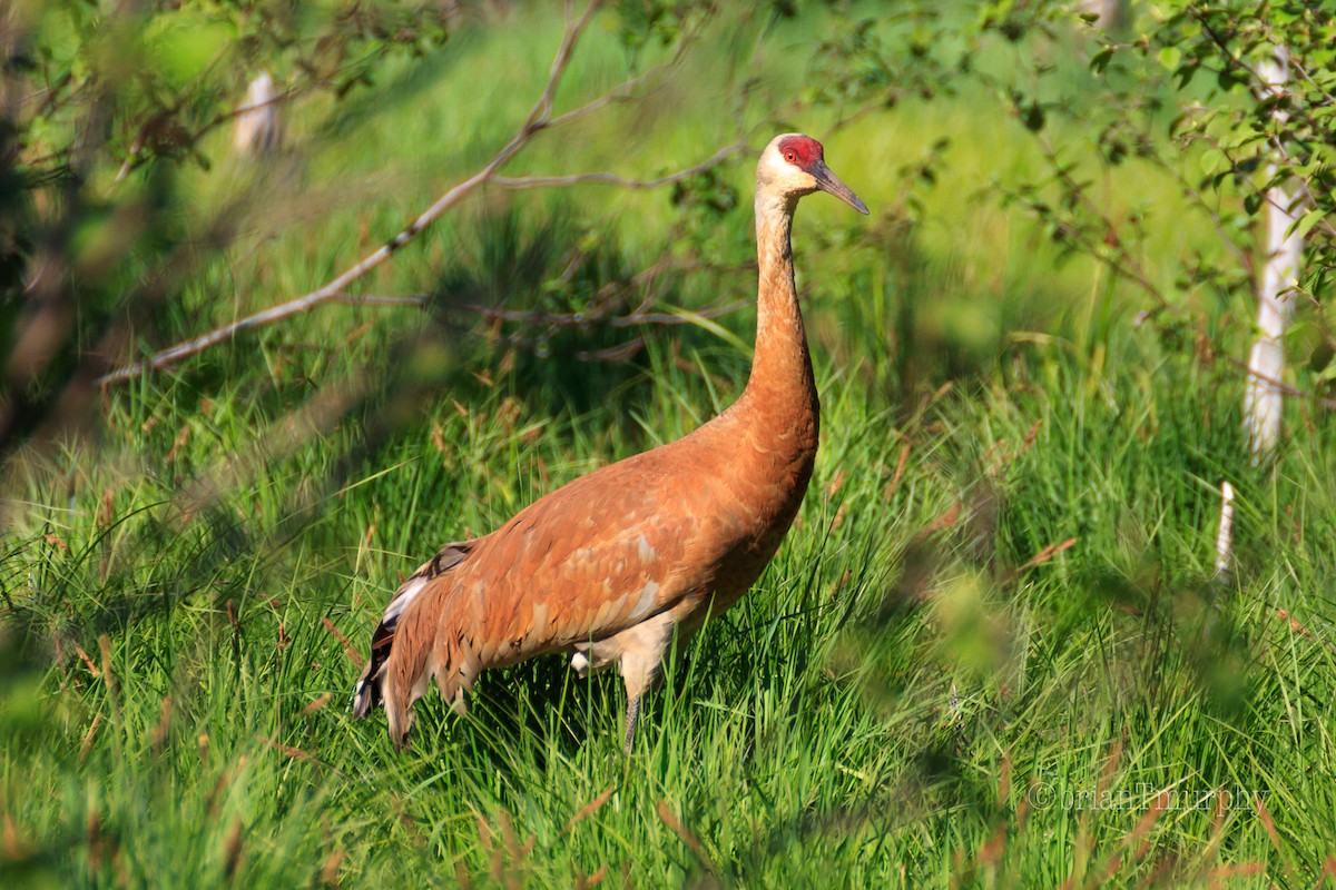 Sandhill Crane - Brian Murphy