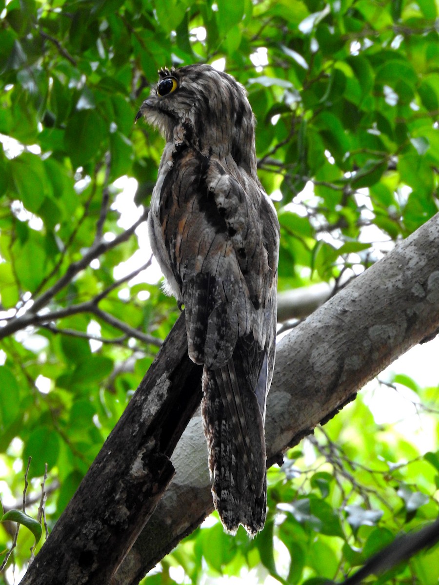 Northern Potoo (Middle American) - ML164519291