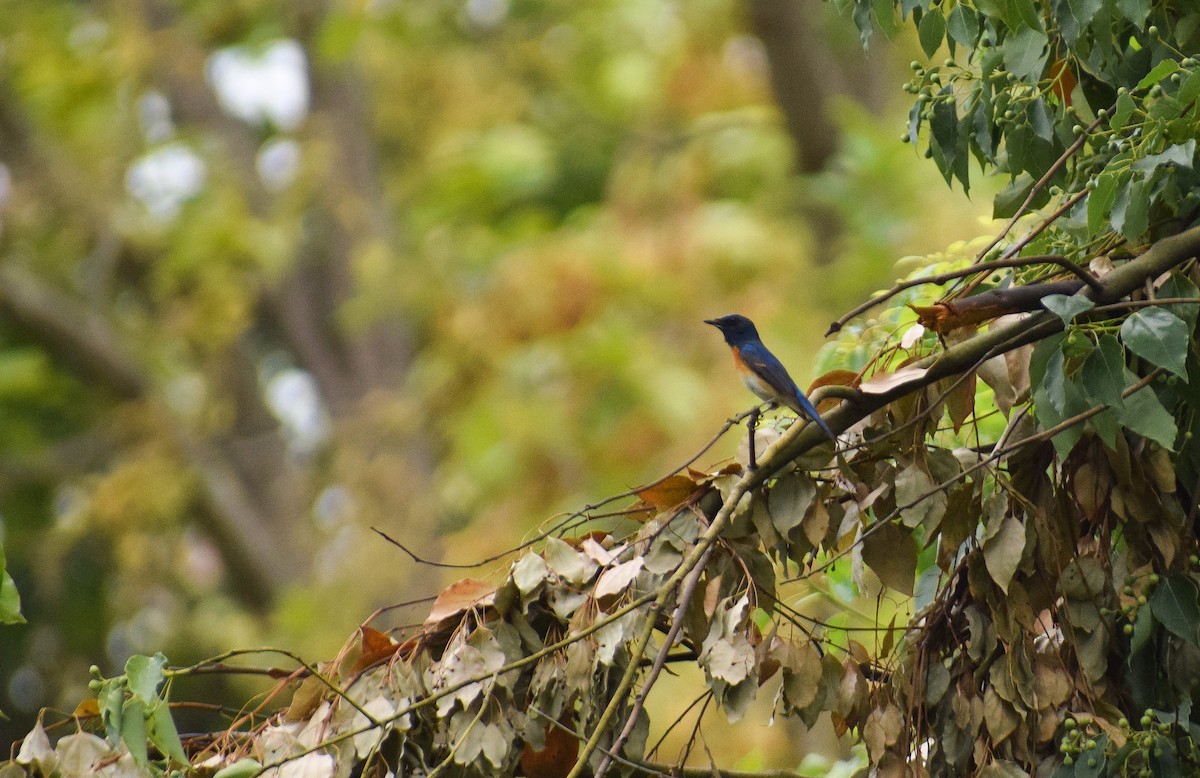 Blue-throated Flycatcher - ML164519591