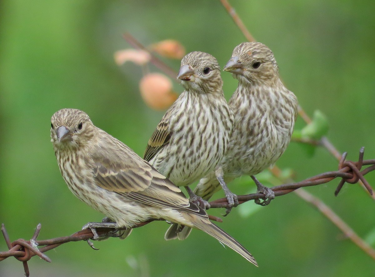 House Finch - Nick Swan