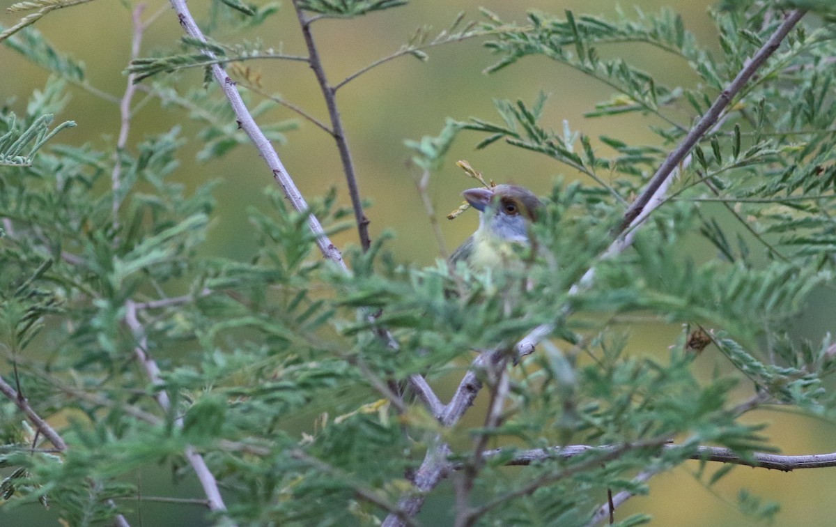 Rufous-browed Peppershrike (Chaco) - ML164521441