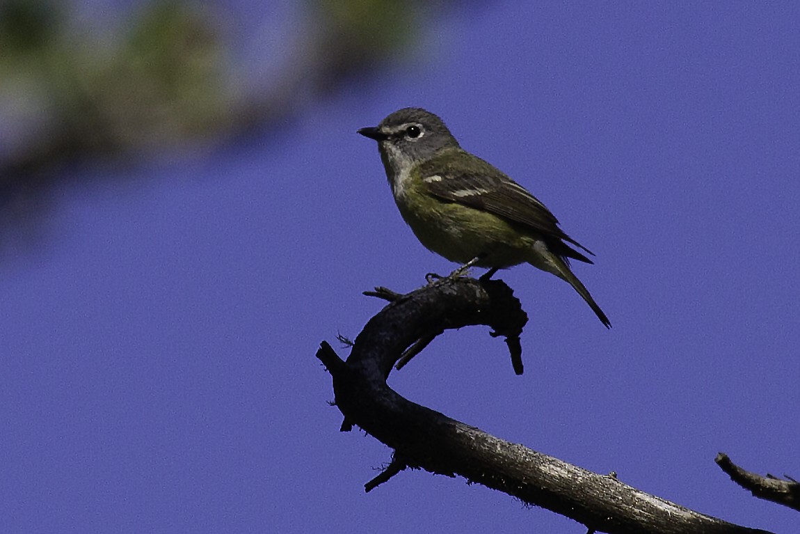 Blue-headed Vireo - Andrew Hart