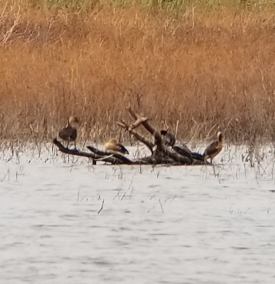 Fulvous Whistling-Duck - ML164526011