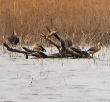 Fulvous Whistling-Duck - ML164526021