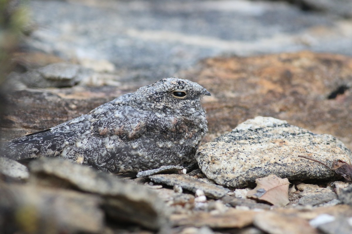 Pygmy Nightjar - ML164527211