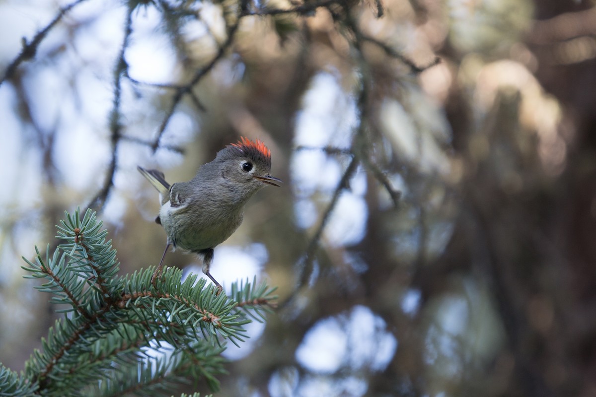 Ruby-crowned Kinglet - Eugene Huryn