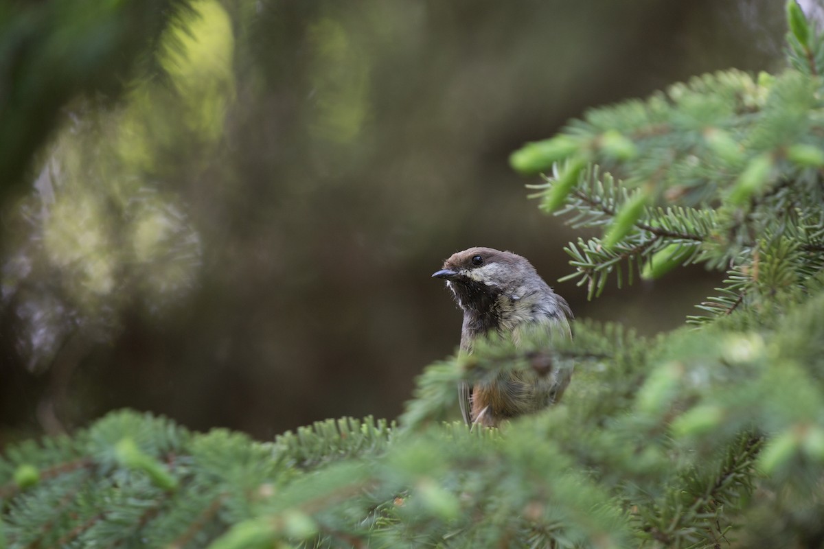 Boreal Chickadee - Eugene Huryn