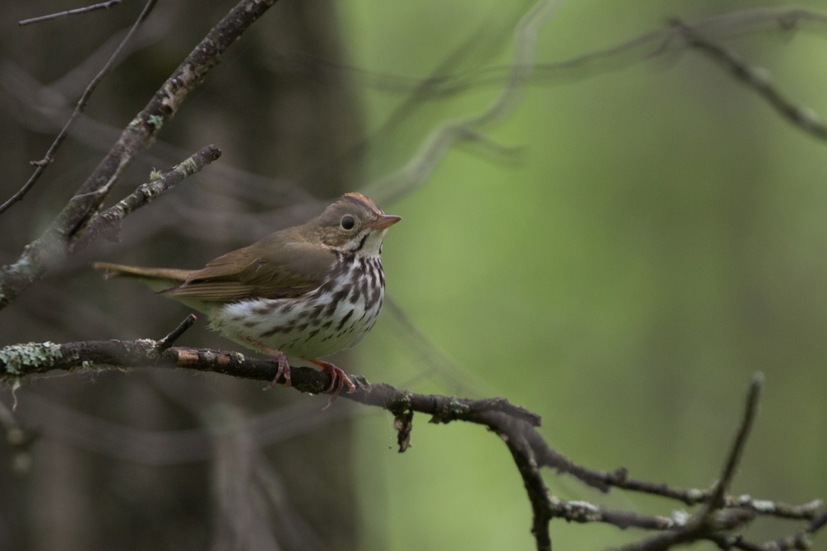 Ovenbird - ML164530911