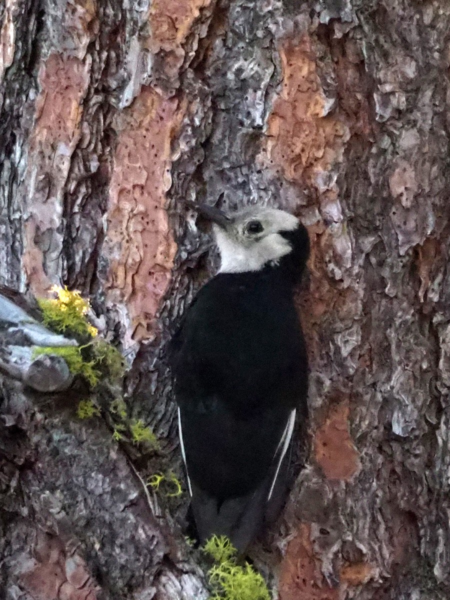 White-headed Woodpecker - ML164531541