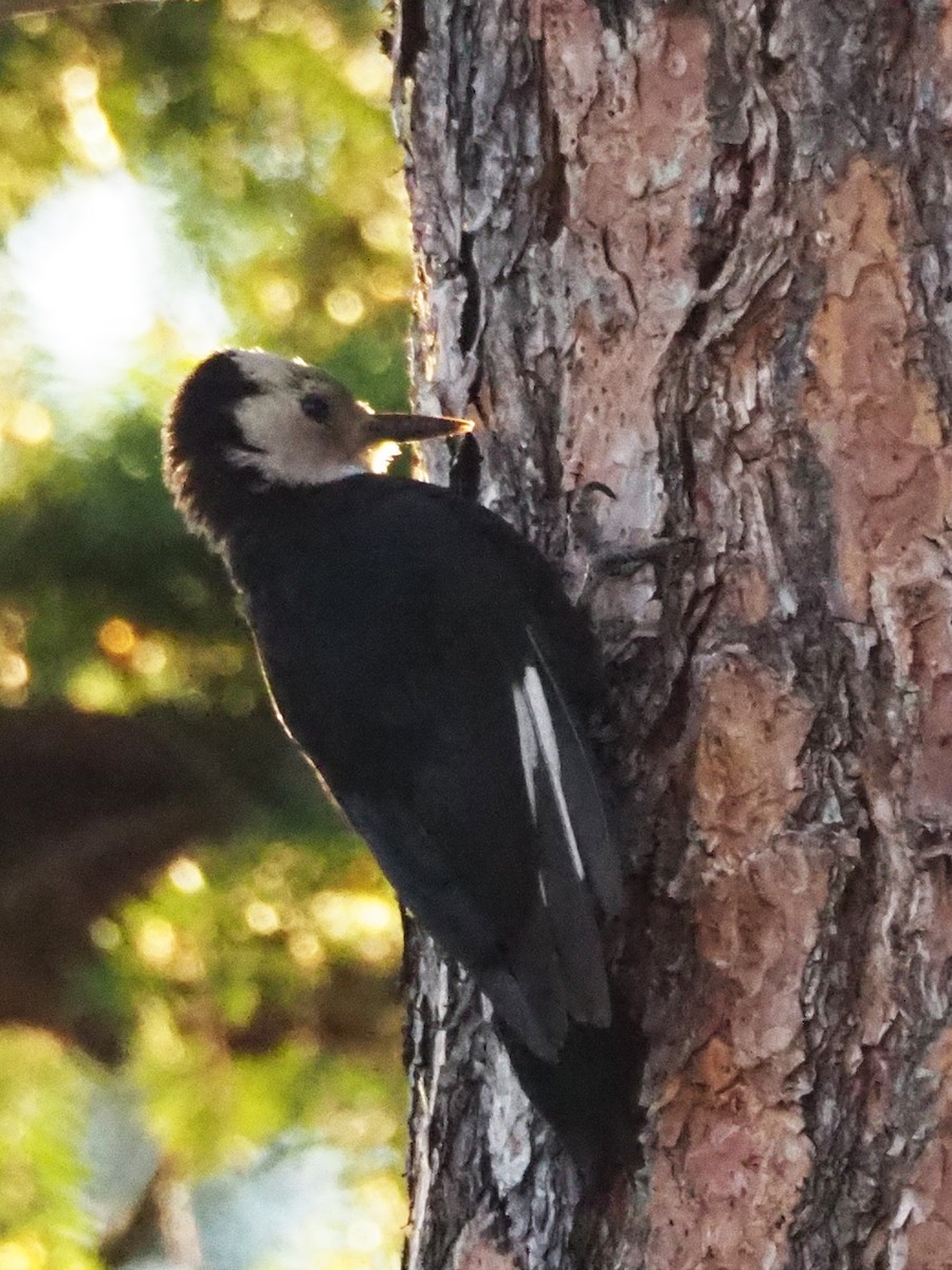 White-headed Woodpecker - ML164531591