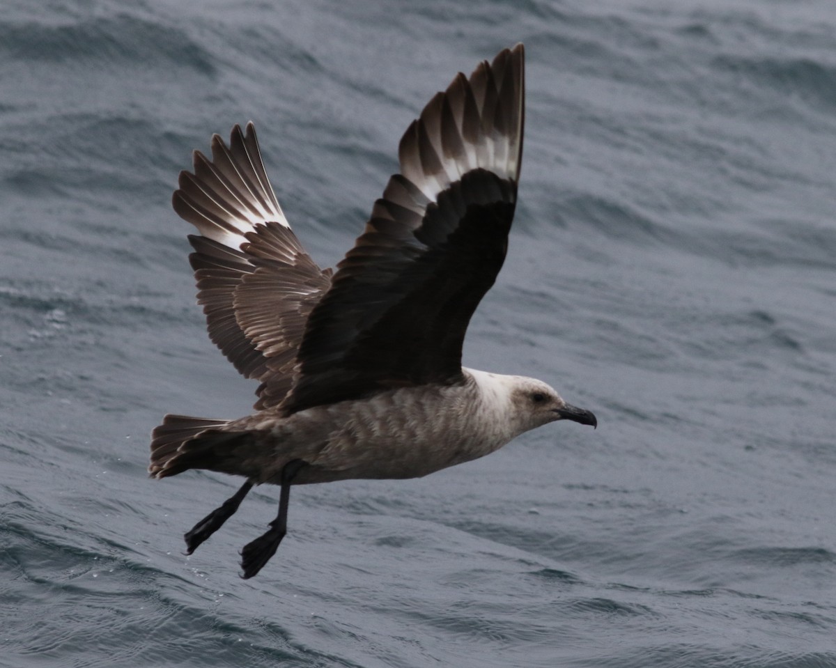 South Polar Skua - Scott Mills