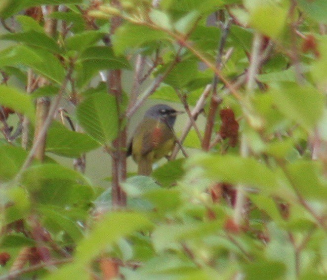 MacGillivray's Warbler - ML164534711
