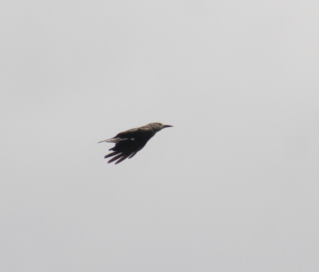 Clark's Nutcracker - ML164534831