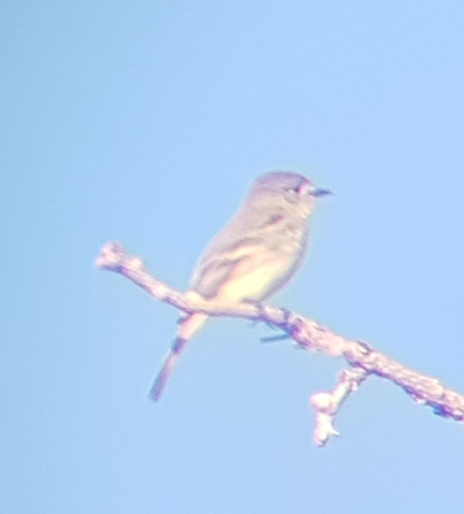 Dusky Flycatcher - ML164535701